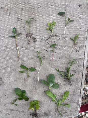 Weekly catch up with gardens & propagation Weekly catch up with gardens & propagation