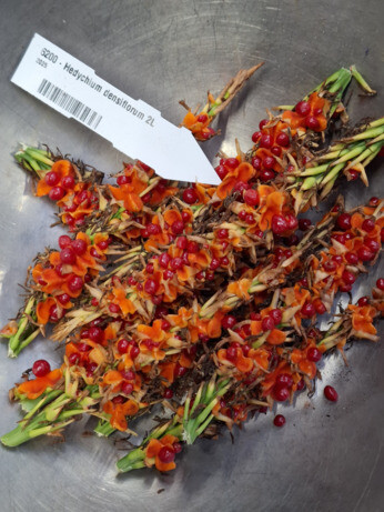 Weekly catch up with garden & propagation Weekly catch up with garden & propagation
