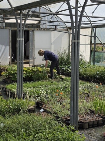 Weekly catch up with garden and propagation Weekly catch up with garden and propagation