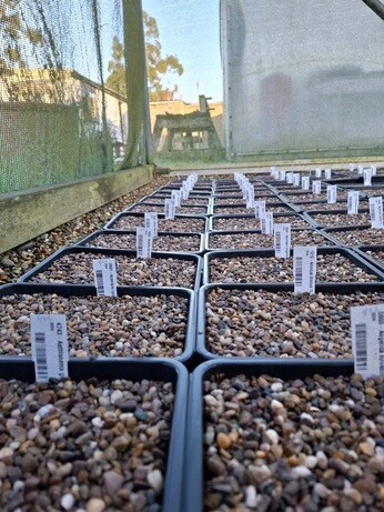 January news from the garden and propagation January news from the garden and propagation