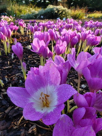 Top 10 plants for autumn Interest Top 10 plants for autumn Interest