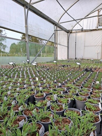 Weekly catch up with garden & propagation Weekly catch up with garden & propagation