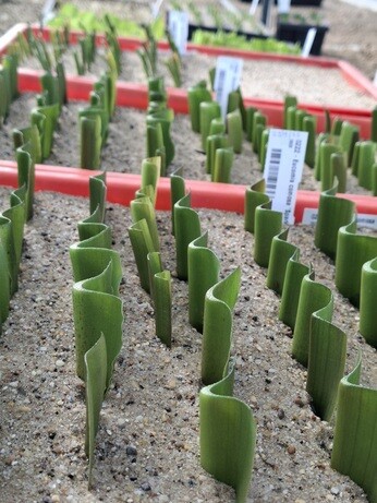 Weekly catch up with garden & propagation Weekly catch up with garden & propagation