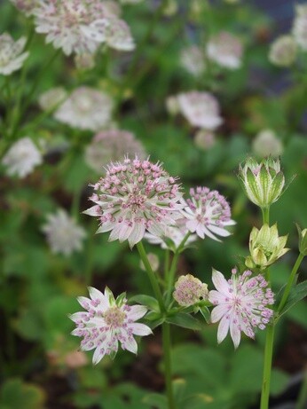 Weekly catch up with garden & propagation Weekly catch up with garden & propagation