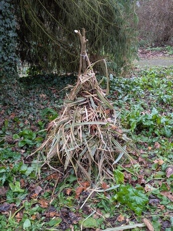 Weekly catch up with garden & propagation Weekly catch up with garden & propagation