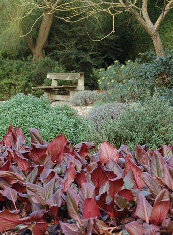 Easy evergreens for winter interest Easy evergreens for winter interest