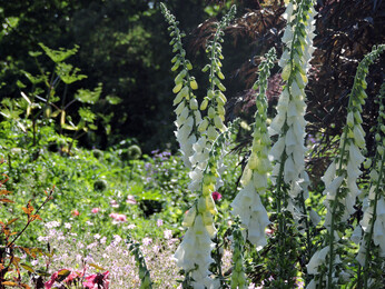 How to use biennial flowers in the garden for a naturalistic look How to use biennial flowers in the garden for a naturalistic look