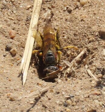 Chattowood and its insects: the first four years Chattowood and its insects: the first four years