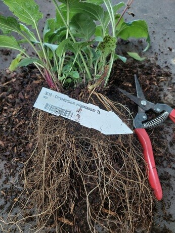 Weekly catch up with garden and propagation Weekly catch up with garden and propagation