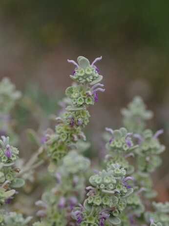 Plant name changes for 2024 Plant name changes for 2024