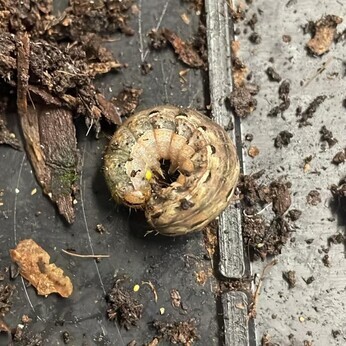 Wild Words from the Ground – Midwinter 2024-2025 Wild Words from the Ground – Midwinter 2024-2025