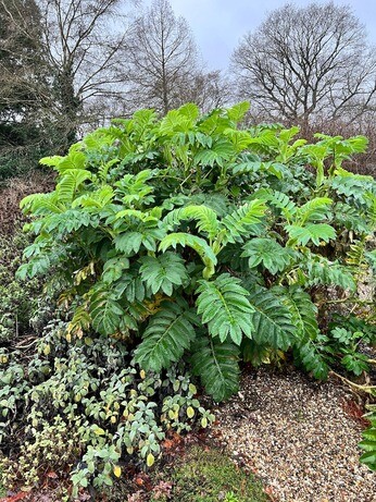 February news from the garden and propagation February news from the garden and propagation