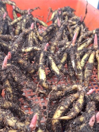 Weekly catch up with garden & propagation Weekly catch up with garden & propagation
