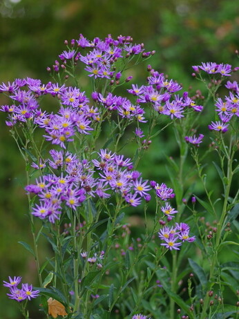 Asters- how to grow and care for Asters- how to grow and care for