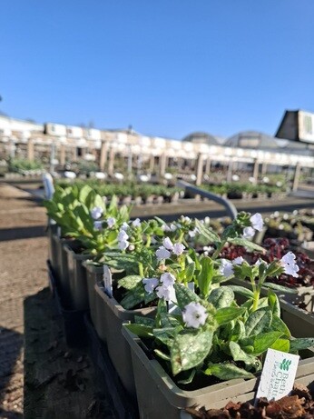 Weekly catch up with gardens & propagation 