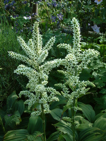 Top 10 unusual plants for a shady area Top 10 unusual plants for a shady area