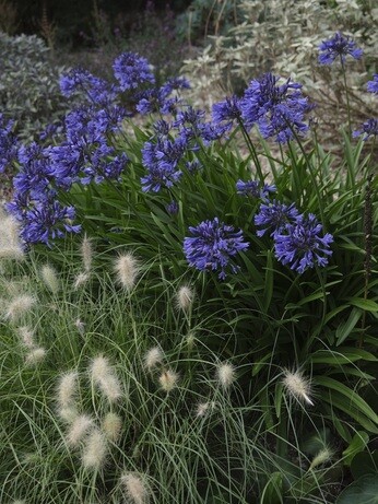 Weekly catch up with garden & propagation Weekly catch up with garden & propagation