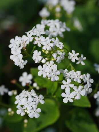 How to grow brunnera How to grow brunnera