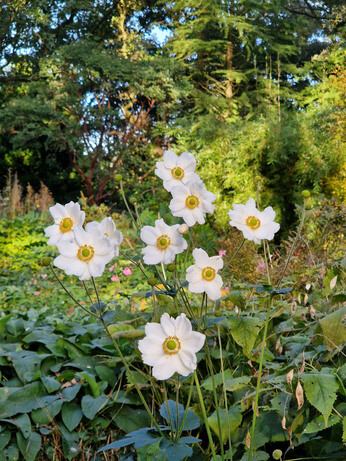 What's still in flower in October? What's still in flower in October?