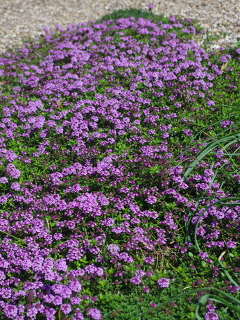 Top 12 drought-resistant plants Top 12 drought-resistant plants