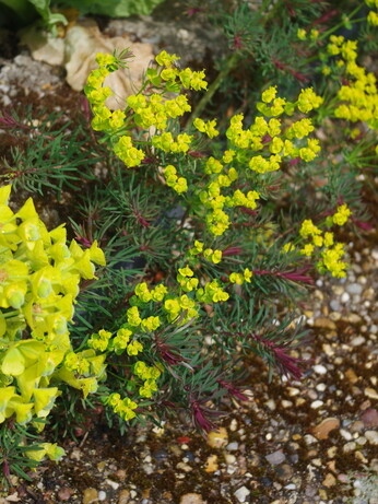 How to grow euphorbia (spurge) How to grow euphorbia (spurge)