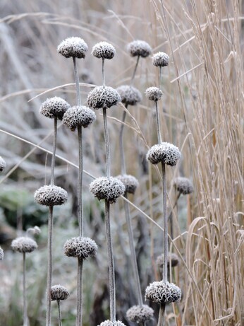 Favourite winter seedheads for wildlife Favourite winter seedheads for wildlife