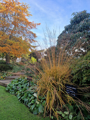 Brilliant autumn colour Brilliant autumn colour