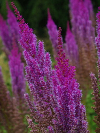 Plant profile - astilbe Plant profile - astilbe