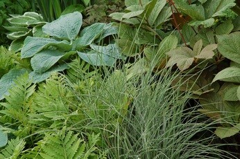 Fabulous foliage Fabulous foliage