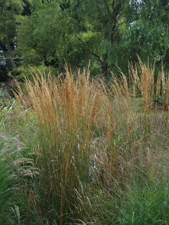 Gardening Dilemmas - Part 1 Gardening Dilemmas - Part 1