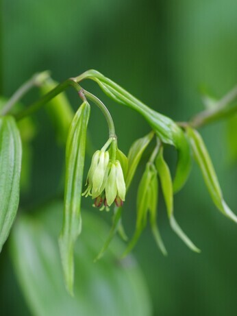 Top 10 unusual plants for a shady area Top 10 unusual plants for a shady area
