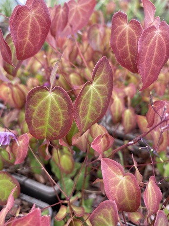 How to grow epimedium How to grow epimedium