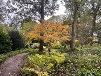Brilliant autumn colour Brilliant autumn colour