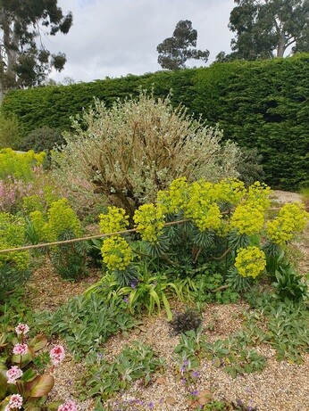 Weekly catch up with gardens & propagation Weekly catch up with gardens & propagation