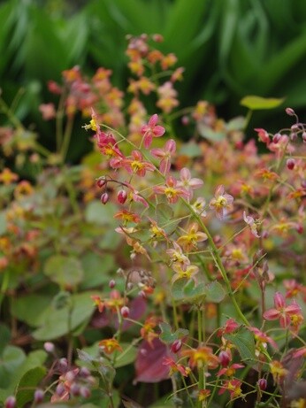 Weekly catch up with garden & propagation Weekly catch up with garden & propagation
