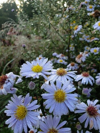 Symphyotrichum-How to Grow and Care for Symphyotrichum-How to Grow and Care for