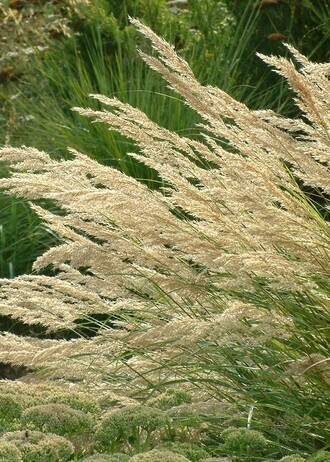 Stipa- How to Grow and Care for Stipa- How to Grow and Care for