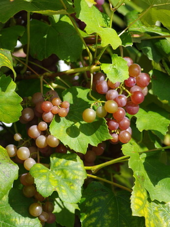 Weekly catch up with garden & propagation Weekly catch up with garden & propagation