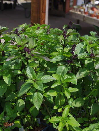 How to grow herbs and what to do with them How to grow herbs and what to do with them