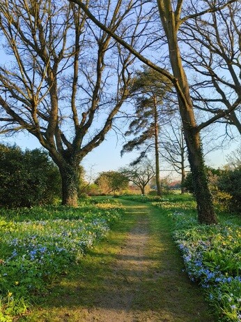 My year as a trainee at Beth Chatto's Plants & Gardens My year as a trainee at Beth Chatto's Plants & Gardens