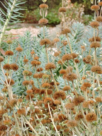 Sensational Seedheads Sensational Seedheads