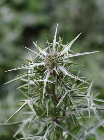 How to grow eryngium (sea holly) How to grow eryngium (sea holly)