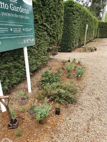 A new area of drought tolerant planting at the garden entrance A new area of drought tolerant planting at the garden entrance