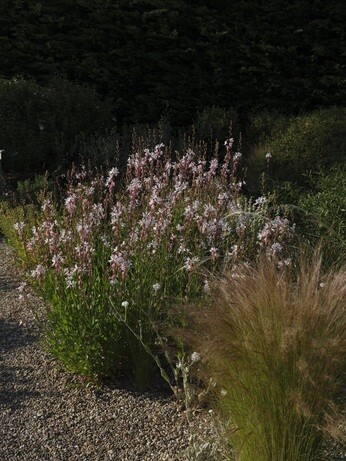 Weekly catch up with garden & propagation Weekly catch up with garden & propagation