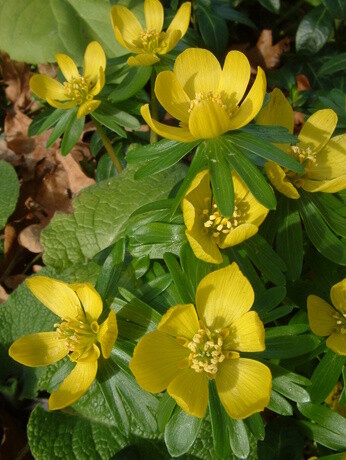 Top 10 early spring plants Top 10 early spring plants