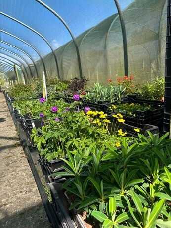 Weekly catch up with garden & propagation Weekly catch up with garden & propagation