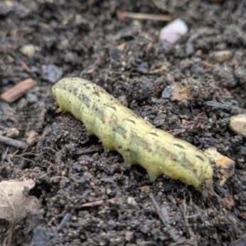 Wild Words from the Ground – February & March Wild Words from the Ground – February & March