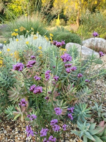 Verbena- How to Grow and Care for Verbena- How to Grow and Care for