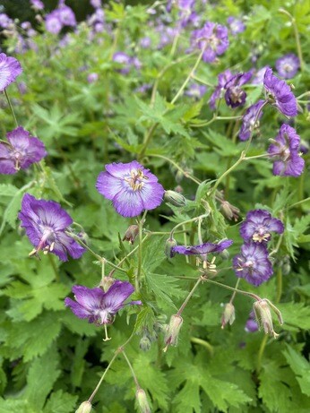 Perennials and tender plants for gorgeous seasonal container displays Perennials and tender plants for gorgeous seasonal container displays