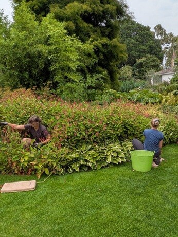 Weekly catch up with garden & propagation Weekly catch up with garden & propagation
